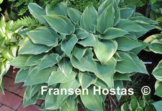 Hosta Alligator Shoes